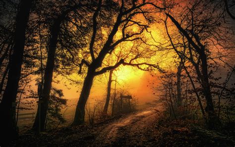 Leaves Dirt Road Old Landscape Germany Morning Monochrome Trees