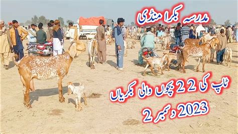 Tap Ki Bacchon Wali Bakriyan Madrasa Bakra Mandi December Youtube