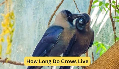 How Long Do Crows Live - Spark Lark