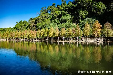 大溪月眉人工濕地生態公園．桃園落羽松（環境清幽，樹影倒映湖中超美必拍，大溪老街週邊景點）