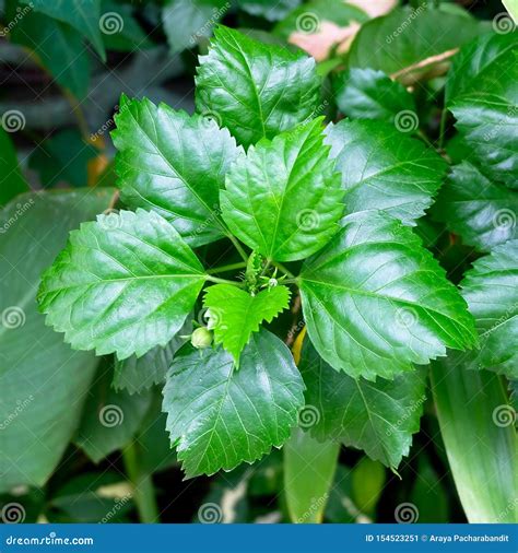 Fresh Green Hibiscus Leaves On A Tree Stock Image Image Of Green