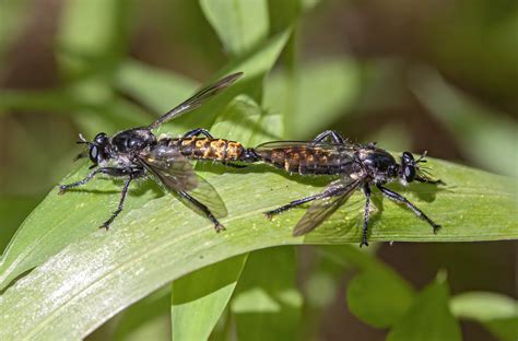 Robber flies mating | Mike Powell