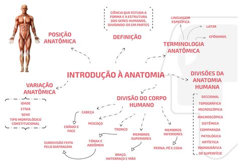 Mapa Mental De Anatomia Humana Ologia Porn Sex Picture