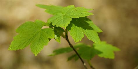 Erable Sycomore Acer Pseudoplatanus Un Arbre Tr S Commun