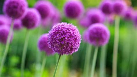 When to plant allium bulbs: for spectacular results | Homes & Gardens