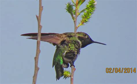 Stretching Anna S Hummingbird Madrona Marsh Pekabo Flickr