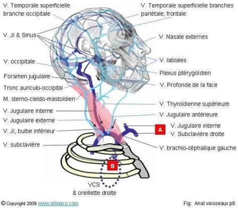 Stimulation Du Nerf Vague Et Acouphène Oreille Malade