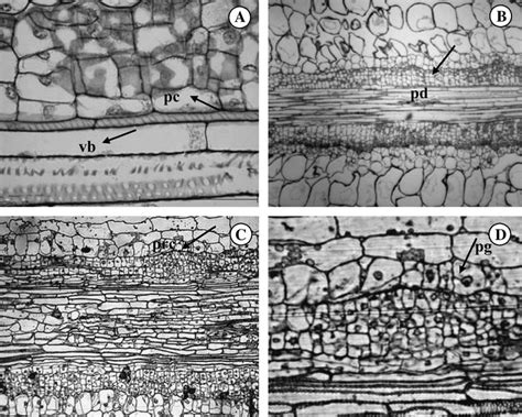 (A) Longitudinal section of the hypocotyl before in vitro culture (vb =... | Download Scientific ...