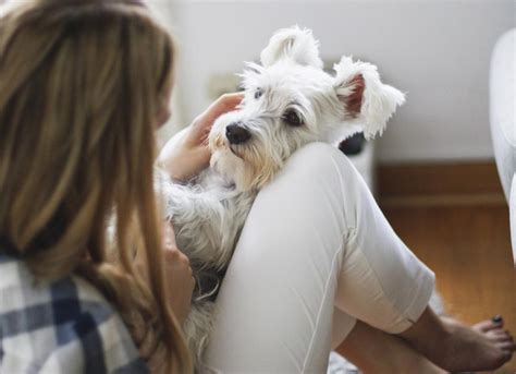 5 Telltale Signs A Lump On Your Dog Might Be Cancer