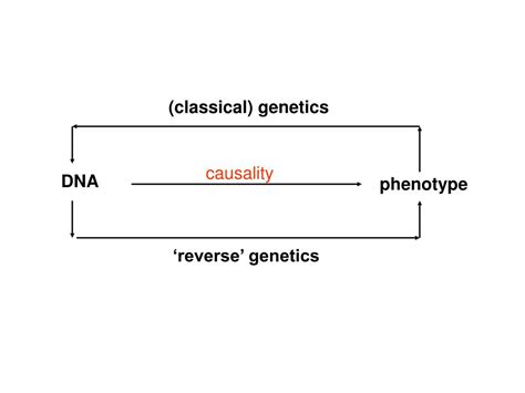 Ppt Classical Genetics Powerpoint Presentation Free Download Id4349007