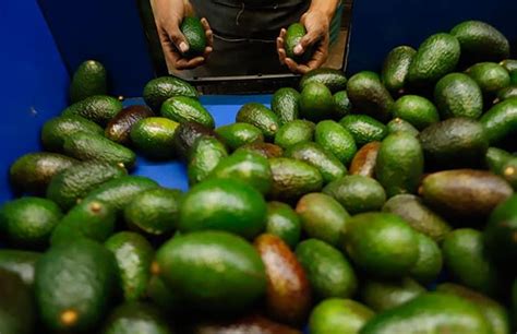 Inicia Jalisco Exportación De Sus Aguacates