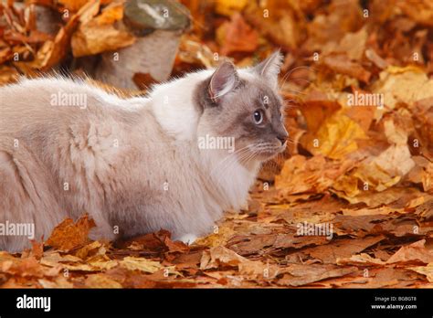 Neva Masquarade Blue Tabby Point White Siberian Forest Cat Siberian