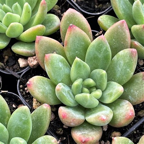 Echeveria Princess Succulents 2 Pot Little Prince To Go