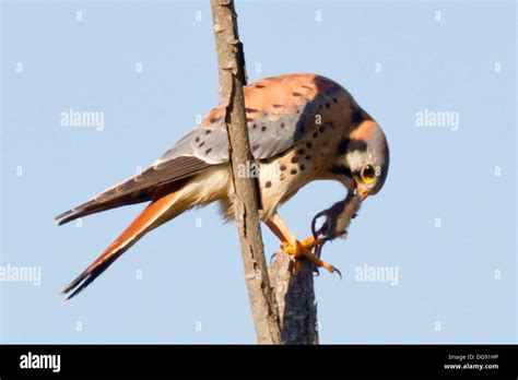 American Kestrel Eating A Rodent Falco Sparverius Back Bay Reserve