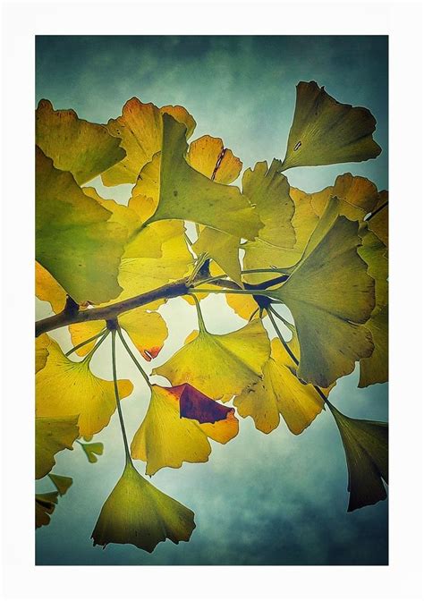 Gingko Biloba Art Artist Inspiration Painting