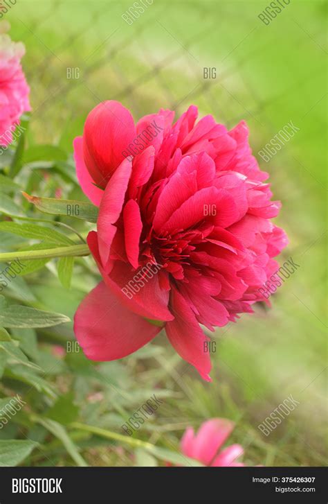 Red Peonies Garden. Image & Photo (Free Trial) | Bigstock