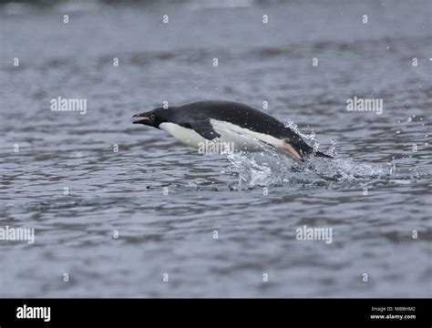 Adelie Penguins, Antarctica Stock Photo - Alamy