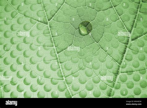 Green leaf structure with a water drop and a layered glass plate with ...