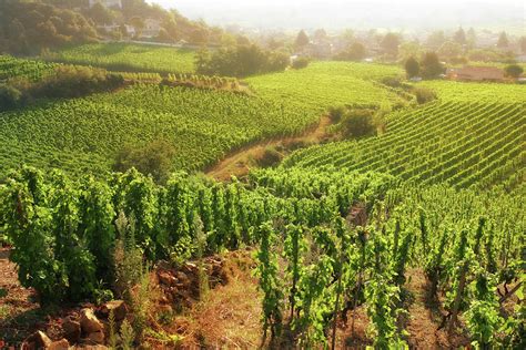 Rolling Hillside Vineyards Photograph by Donald gruener - Fine Art America