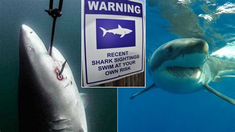 Shark attack prevention program rolled by green group as Queensland