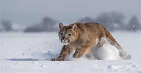 Puma Animal Running