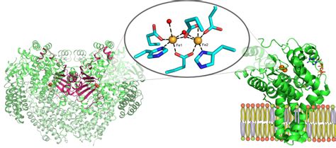 Metalloenzymology research in the Banerjee lab