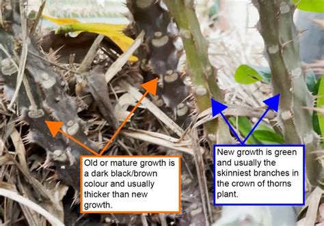 How To Propagate Crown Of Thorns From Cutting (Euphorbia Milii Propagation) | 5 Easy Steps ...