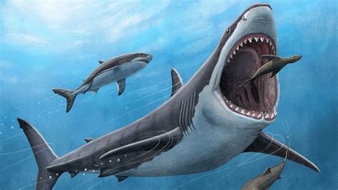 Megalodon was a warm-blooded killer, but that may have doomed it to ...