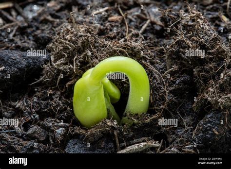 Emerging Sprouting Hi Res Stock Photography And Images Alamy