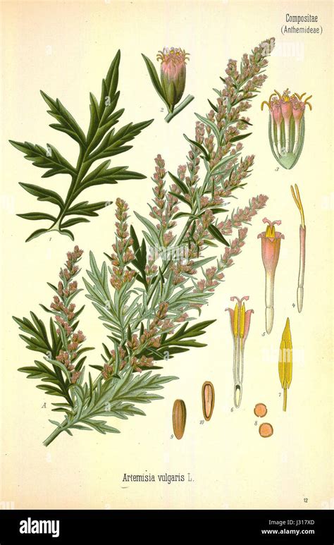 Artemisia Vulgaris 001x Stock Photo Alamy