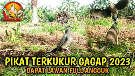 Pikat Burung Tekukur Si Senteang Dapat Burung Full Angguk Youtube