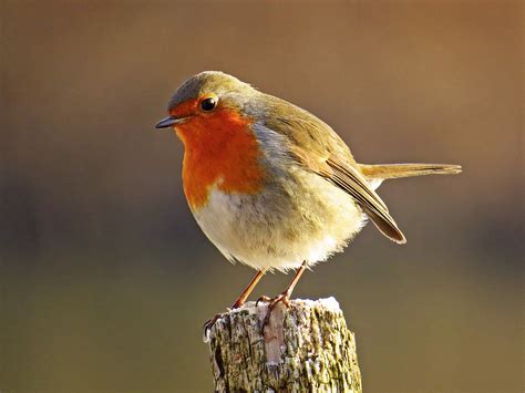 Crvenda Erithacus Rubecula Tetnici Hr