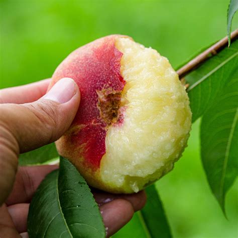 Shop White Lady Peach Trees for Sale | Perfect Plants