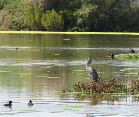 Sense of Misplaced: Riparian Preserve at Water Ranch