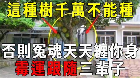 家中有樹旺風水，但這種樹千萬不能種！否則冤魂天天纏你身，霉運跟隨三輩子！【曉書說】 Youtube