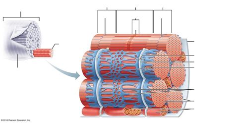 Sarcolemma Diagram | Quizlet