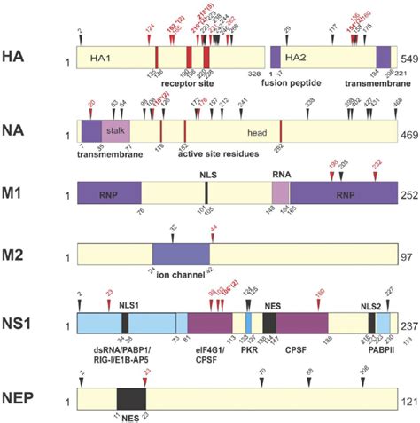 Mouse Adaptive Mutations On The Primary Structural Maps Of Ha Na M1