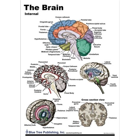 Anatomy Of The Brain Chart 20x26 Brain Anatomy Anatomy Brain Poster Images