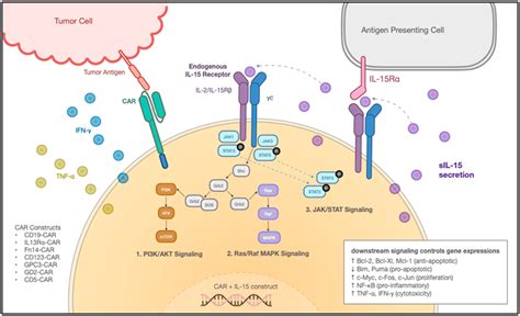 Ijms Free Full Text Interleukin 15 In Cell Based Cancer Immunotherapy