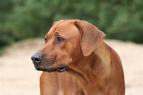 Rhodesian Ridgeback Donner Adoption Rescue Qu Bec