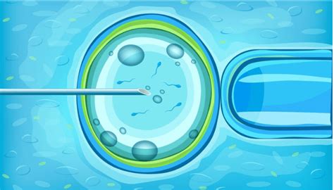 Understanding IVF Procedure A Step By Step Guide