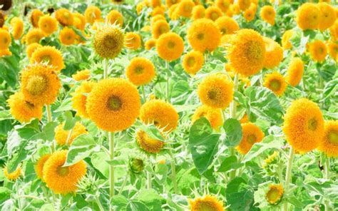 Teddy Bear sunflower 笠 Uncover the secrets for lush vibrant b