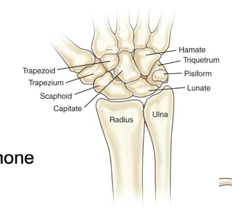 Med Surg Musculoskeletal Assessment FINAL Flashcards Quizlet