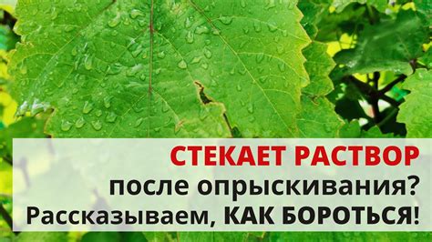 Что делать, чтобы после опрыскивания раствор не стекал? Решение ...