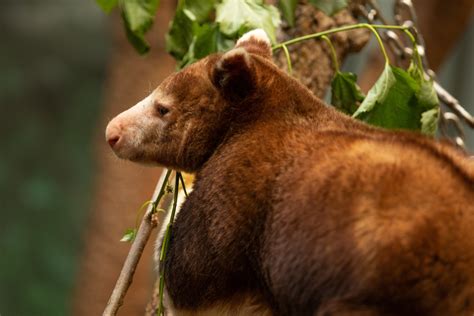 Tree Kangaroos Are Getting Their Groove Back Thanks To Research And