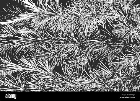 Distressed Overlay Pine Tree Needles Texture With Streaks Grunge Black And White Background