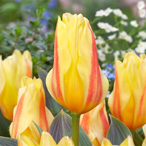 Buy Premium Quality Tulip Miskodeed 1012cm From Dutch Bulbs