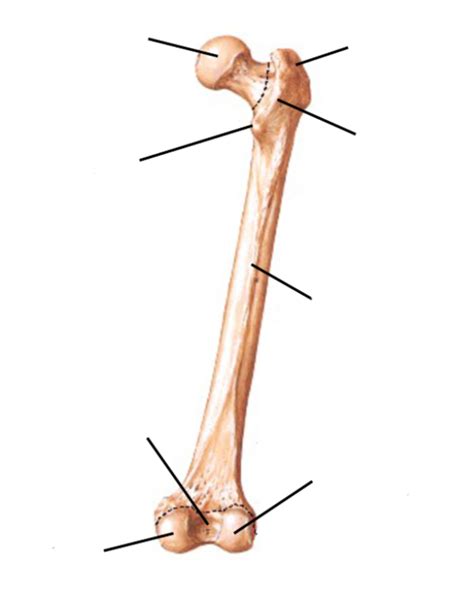 Femur Posterior Diagram Quizlet