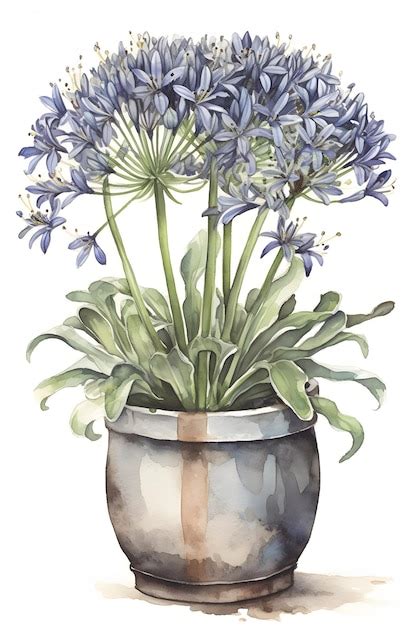 Ilustraci N De Acuarela De Agapanthus Para Una Decoraci N Del Hogar