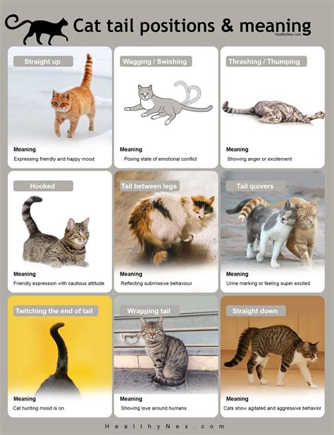 Cat Tail Language Chart